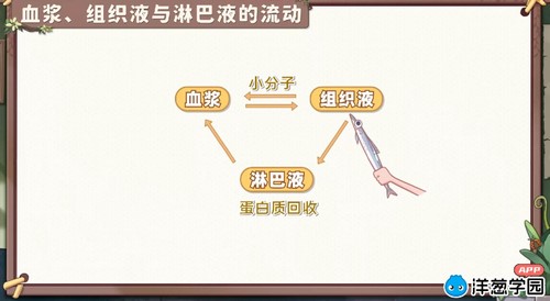 洋葱学园2023人教版高中生物选择性必修第一册