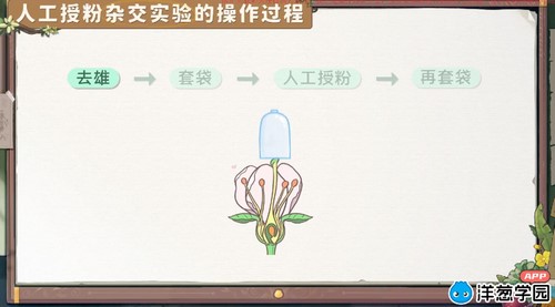 洋葱学园2023人教版高中生物必修二